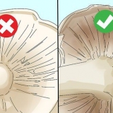 Identifikation af spiselige svampe