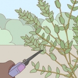 Opbevaring af eucalyptus