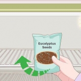Dyrkning af eukalyptus
