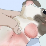 Behandling af folliculitis hos hunde