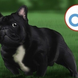 Opdrætter franske bulldogs