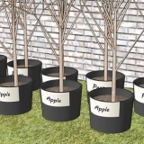 Plantning af frugttræer