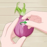 Plant spirede løg