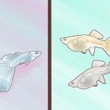 Opdræt af guppyer