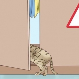 Erkend, at en kat skal føde
