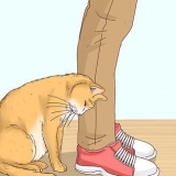 Erkend, om en kat er en herreløs kat