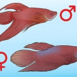 Bestemmelse af kønnet på en betta-fisk