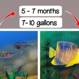 Bestemmelse af køn af en pterophyllum