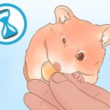 Bestemmelse af køn på din hamster
