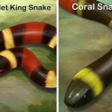 At kunne kende forskel på en kingsnake og en coralsnake