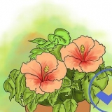 Dyrkning af hibiscus udendørs