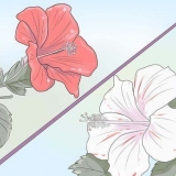Dyrkning af hibiscus