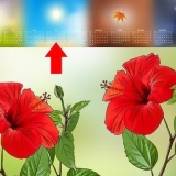 Formering af hibiscus