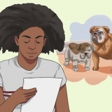 Beregning af hundeår