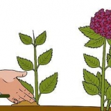 Dyrkning af hortensia fra stiklinger