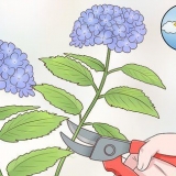 Klip hortensia blomster