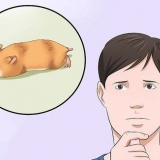 Grib ind, hvis din hamster ikke bevæger sig