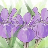 Voksende iris