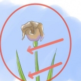 Pasning af iris, når blomsterne dør