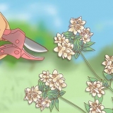 Beskæring af jasmin