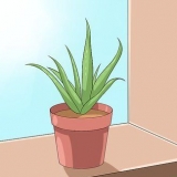 Pas på din aloe vera