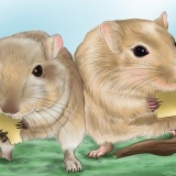Gør din gerbil glad