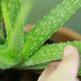 Pas på dit hår med aloe vera
