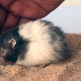 At bade din hamster