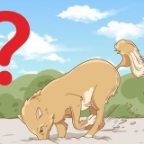 Stop din hund i at grave