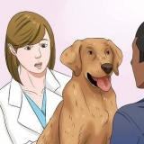 Lad din hund spise tørfoder