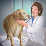At hjælpe din hund efter hun har født
