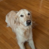 Lær din hund at rulle