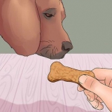 Lær din hund at pote