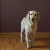 Lær din hund at sidde