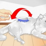 Forkæl din kat