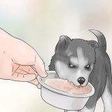 Træning og pasning af din nye siberian husky-hvalp