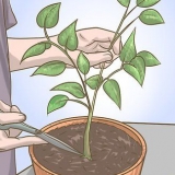 Beskæring af din peberfrugtplante