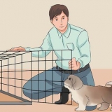 Træn din shih tzu