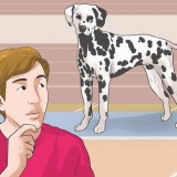 Udklædning som en hund (til cosplay)