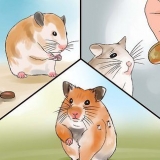Pas på din syge hamster