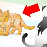 Korrekt håndtering af en aggressiv kat