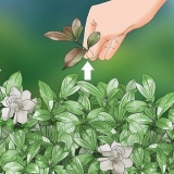 Beskæring af cape jasmin