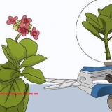 Dyrkning af kalanchoe