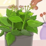 Beskæring af kalanchoe