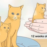Adskillelse af killinger fra mor kat til adoption