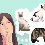 Opdræt af katte