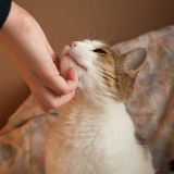 Opdragelse af katte
