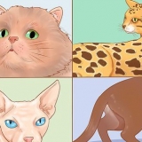 Anerkend katteracer