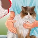 Identifikation af klumper på din kat