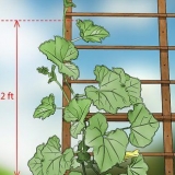 Beskæring af agurkeplanter